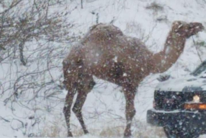 Attached picture snow-camel_2e16d0ba_fill-735x490.jpg