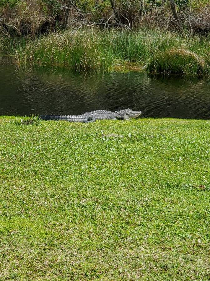 Attached picture gator1.jpg