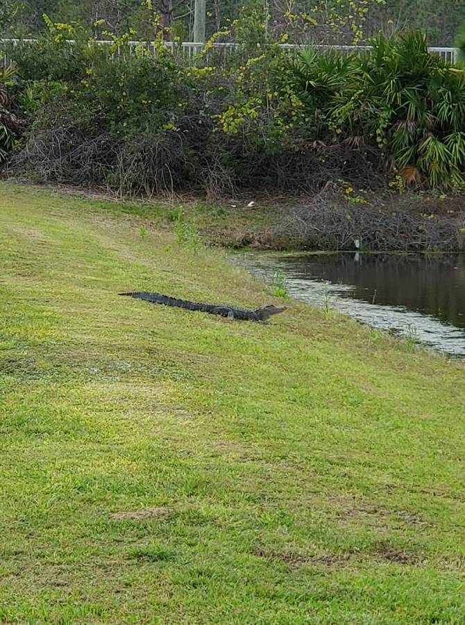 Attached picture gator2.jpg
