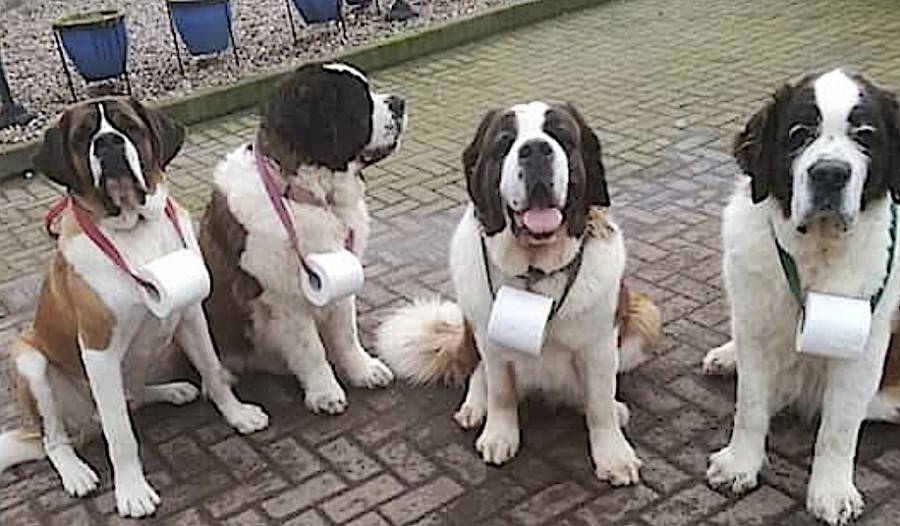 Attached picture stbernards940.jpg