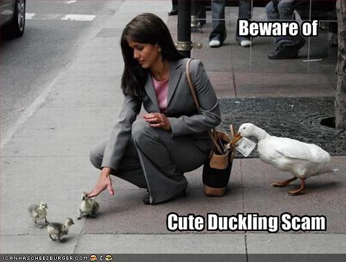 Attached picture 5500030-funny-pictures-beware-of-the-cute-duckling-scam.jpg