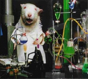 Attached picture 5517077-lab-rat-300x268.jpg
