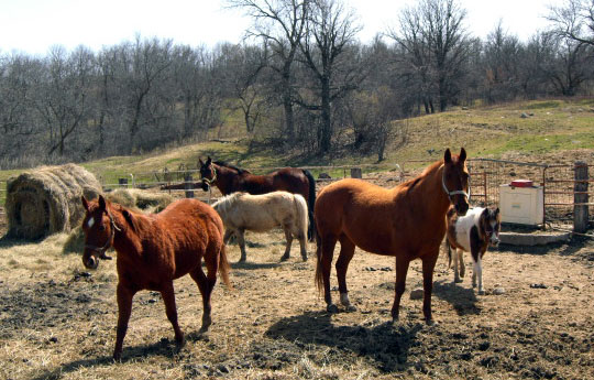 Attached picture 5942413-Horses2010.jpg