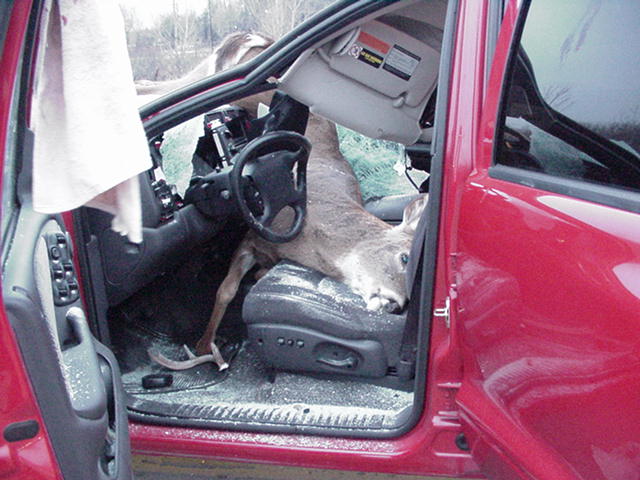 Attached picture 6015632-Deer03.jpg