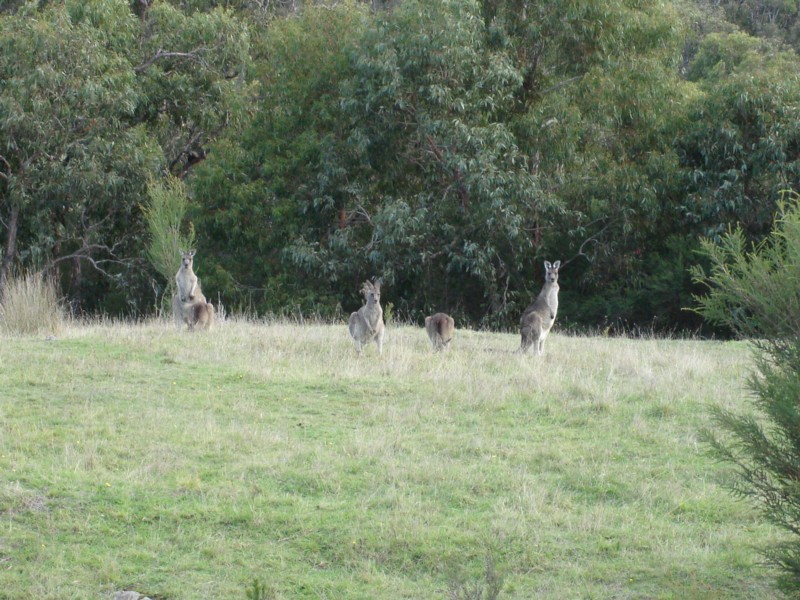 Attached picture 6351039-roos.jpg