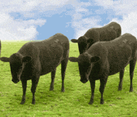 Attached picture 6635498-cows.gif