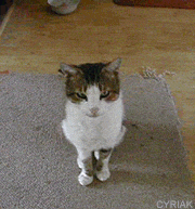 Attached picture 6635514-badkitty.gif