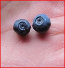 Attached picture 6712666-barrysblueberries.JPG