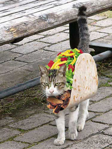 Attached picture 6835638-tacocat.jpg