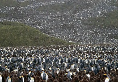 Attached picture 6932769--penguins.jpg