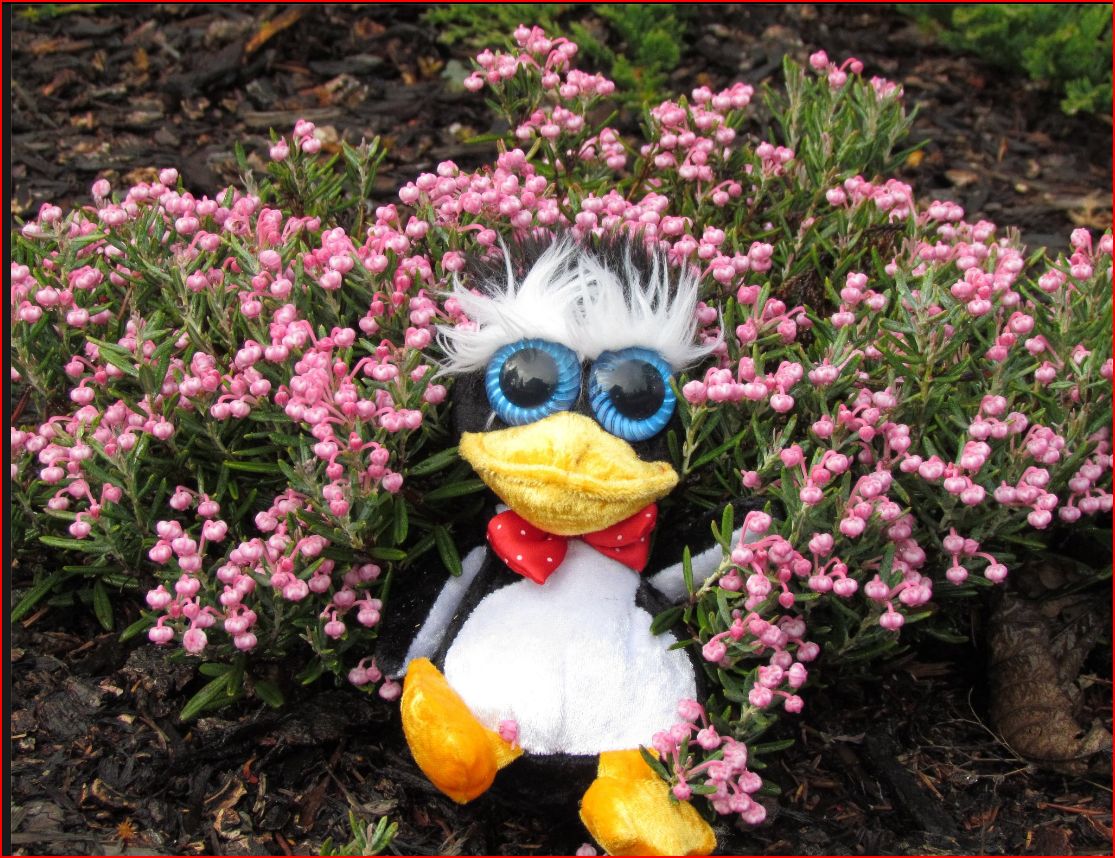 Attached picture 7232297-penguinwithpinkflowers.JPG