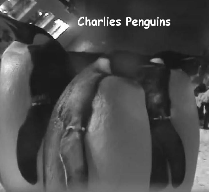Attached picture 7270560-charliespenguins.jpg