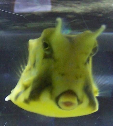 Attached picture 7272138-Cowfish.JPG