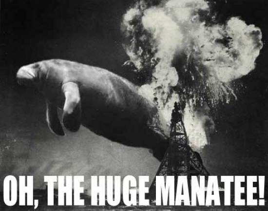 Attached picture 7285729-oh-huge-manatee.jpg
