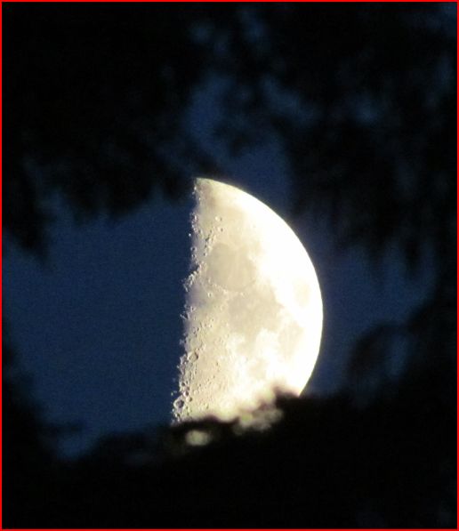 Attached picture 7310735-treemoon.JPG