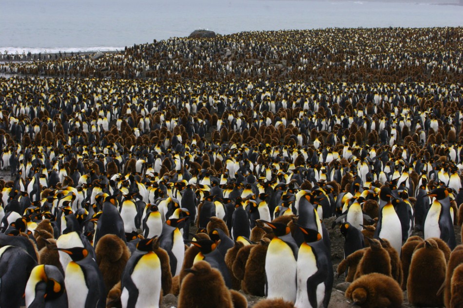 Attached picture 7428513-King-Penguin-St-Andrews-Bay-S-Georgia-Adam-Riley-950x633.jpg