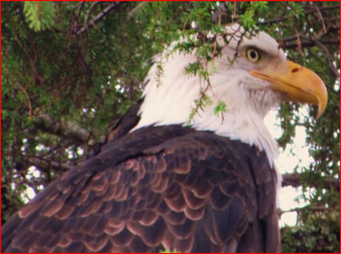 Attached picture 7483965-eagle2closer11-30-2012(small).JPG