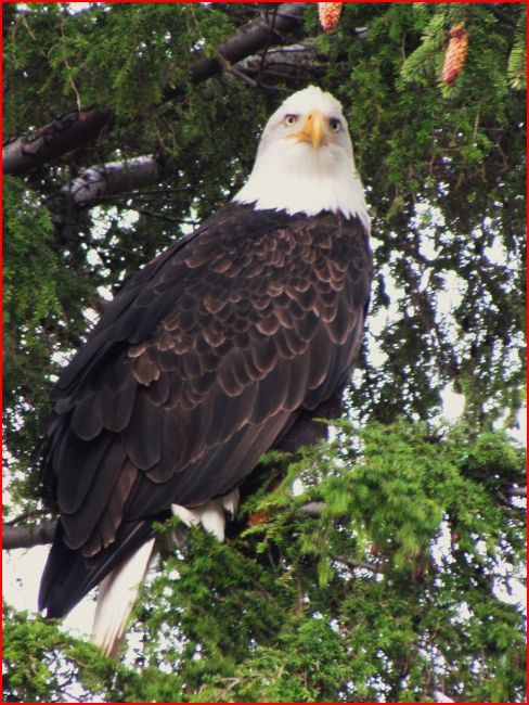 Attached picture 7483983-eagle2small.JPG