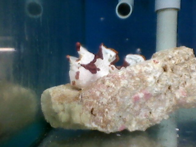 Attached picture 7707350-frogfish.jpg