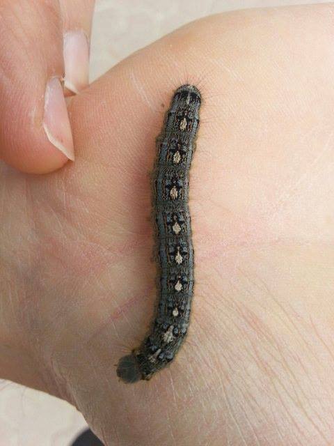 Attached picture 7747998-pengipillar.jpg
