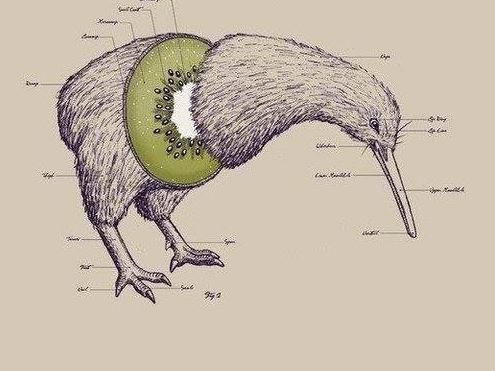 Attached picture 7898863-kiwi.JPG