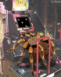 Attached picture 7945106-discospider.gif