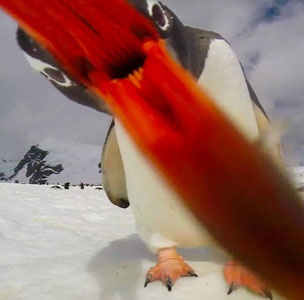 Attached picture 7955739-PENGUIN.jpg