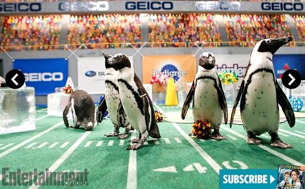 Attached picture 8019339-PuppyBowl.JPG