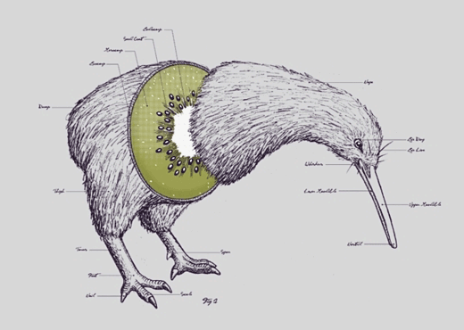 Attached picture 8261585-kiwi.png