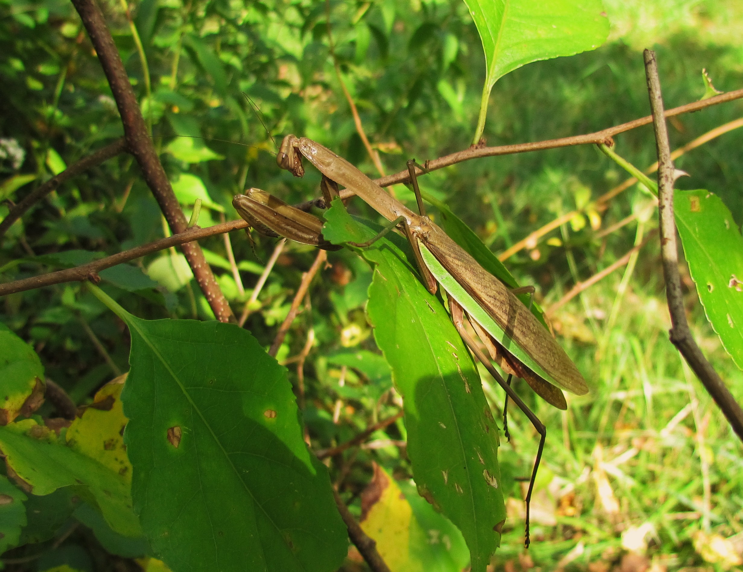 Attached picture 8301790-PrayingMantis.JPG