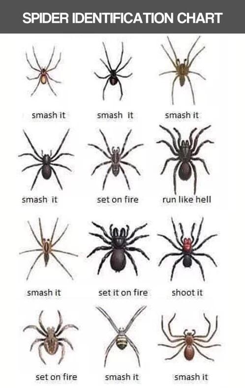 Attached picture 8321840-spiders.jpg